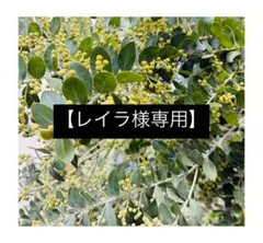 2026年最新】パールアカシアの人気アイテム - メルカリ