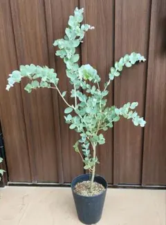 パールアカシア　鉢植え114 ミモザ　苗　苗木　オージープランツ