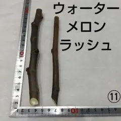 ④◇イチジク穂木2本◇ウォーターメロンラッシュ④【親木の写真あり