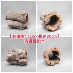 2026年最新】コルク樹皮 キャノンの人気アイテム - メルカリ