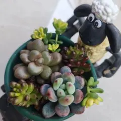 2026年最新】コミックトム多肉の人気アイテム - メルカリ