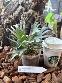 2025年最新】ウィリンキー omgの人気アイテム - メルカリ