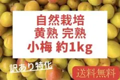 【本日2箱特化】黄熟完熟小梅 自然栽培　現地直送 梅干し・ジャム用 数量限定！のサムネイル