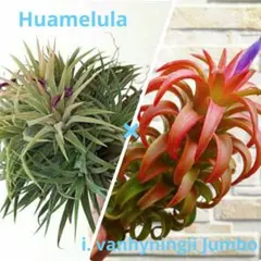 2025年最新】ティランジアの人気アイテム - メルカリ