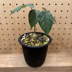 キンジョウ様 リクエスト 2点 まとめ商品