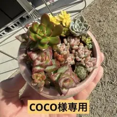 COCO様 リクエスト 2点 まとめ商品