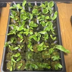 Yellow Moon dwarf Totoroなどビカクシダ胞子培養株35種 - メルカリ