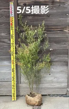 大苗　ビルベリー 約100cm 鉢植え ワイルドブルーベリー ビルベリー 苗 通販 苗木部 By 花ひろばオンライン