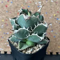 otootoアガベ　追星　cok コック　メルカリ便 2026年最新】COK cg01の人気アイテム - メルカリ