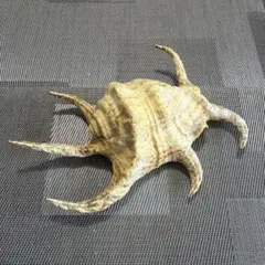 フグ提灯 ふぐ置物 剥製 イシガキフグ - メルカリ