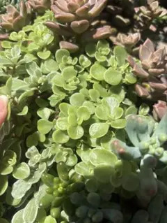 斑入りミセバヤ 多肉 カット苗 【7本】観葉植物 - メルカリ