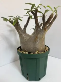 超巨大 アデニウム 大株 塊根植物 - メルカリ