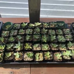 ショウジ様専用 パリートランカータ 2株