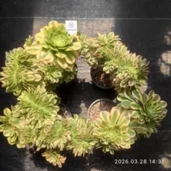 2026年最新】アエオニウム 綴化の人気アイテム - メルカリ