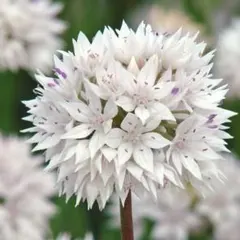 くみ様 リクエスト 3点 まとめ商品