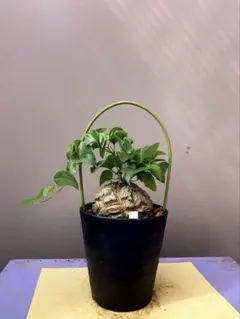 2026年最新】亀甲竜 植物の人気アイテム - メルカリ