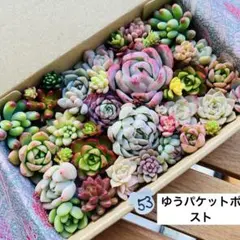 2025年最新】多肉弁当 セダムの人気アイテム - メルカリ