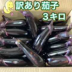 農薬不使用　埼玉県産　朝採れ　訳あリ　筑陽茄子　3キロ　茄子のサムネイル