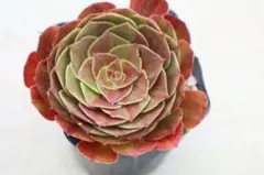 アエオニウム・銅花順錦 - メルカリ