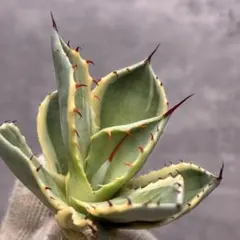 厳選‼️お買得‼️アガベ　オリザバ　美斑苗　大苗　速達便 厳選‼️お買得‼️アガベ オリザバ 美斑苗 大苗 速達便 アガベ