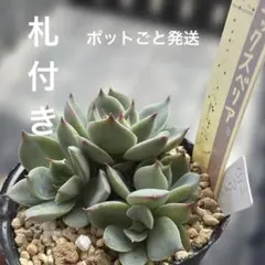 多肉植物 カランコエ ロウルサンコさんオリジナル品種 ミーアキャット
