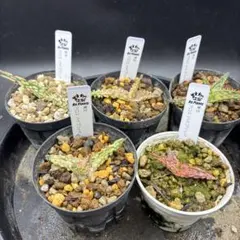 アロエ ハイブリッド5種セットのサムネイル