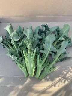 てんてん様専用ページです