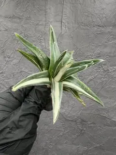 2026年最新】アガベ氷山の人気アイテム - メルカリ