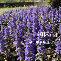 アジュガ苗　10株 ネコポス便発送 アシュガ 抜き苗 大小10株 ネコポス発送 - メルカリ