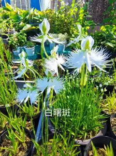 야마노 풀에 얼룩덜룩한 흰 백로가 개화할 것으로 예상됩니다. 구근 3개, 1p