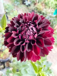 古尾谷久美子様 リクエスト 6点 まとめ商品