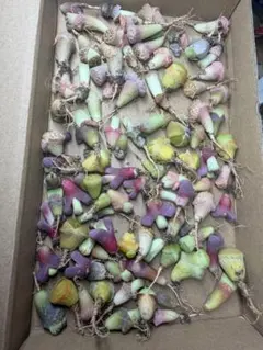 多肉植物　リトープス　新年セット　カラフル箱　数、希少苗たくさん　お得　写真通り