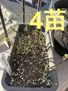 ミニバラ 挿し木 苗 黄色 花苗