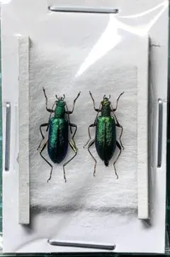 2026年最新】標本 カブトムシの人気アイテム - メルカリ
