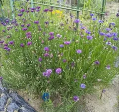 Funori様 リクエスト 2点 まとめ商品