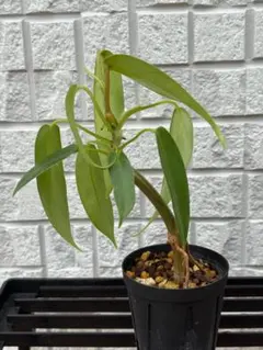 フィロデンドロン フロリダ 木質化 盆栽風 2寸鉢 気根 観葉植物のサムネイル