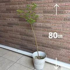 ナンキンハゼ　苗木　鉢植え　インテリア　白い実　紅葉のサムネイル