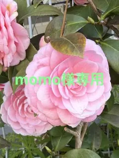 momo様専用