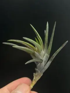 珍品 T. xerographica 'Trichomeless'変異個体 - メルカリ