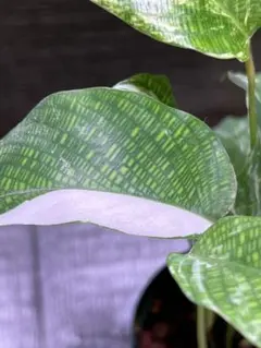 裕様専用❗️カラテア　ムサイカ（モザイク）斑入り