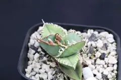 2026年最新】ホホジロザメ アガベの人気アイテム - メルカリ