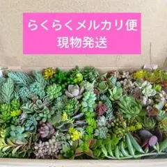 【現物発送☆メルカリ便】多肉植物 セダム カット苗　多肉詰め合わせ　寄せ植えに