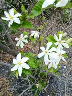セールホヤ トムソニーホワイトHoya thomsonii white 中苗 - メルカリ