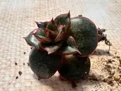 H*o様 n627新入荷　麒麟座錦　エケベリア　多肉植物　撮影2月25日