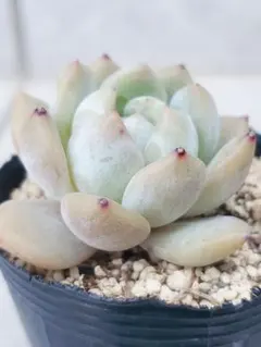 多肉植物 オパリナ ホワイトピンク斑 抜き苗 - メルカリ