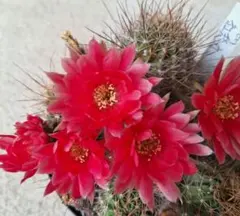 紅梅 超人気 花サボテン メディオロビビア カキコ - メルカリ