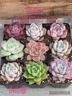 多肉植物 可愛い♡小苗セット③