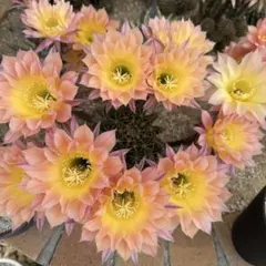 多肉植物 花サボテン 大輪咲 MH-20 - メルカリ