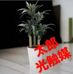 光触媒　人工観葉植物　ウォールグリーン　フェイクグリーン　幸福の木1.3m