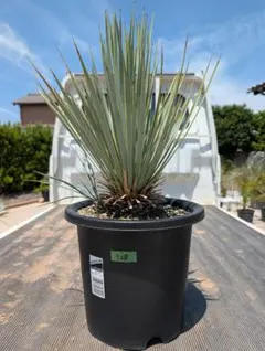 現物「ユッカ・ロストラータ」8号 80cm Yucca rostrata - メルカリ